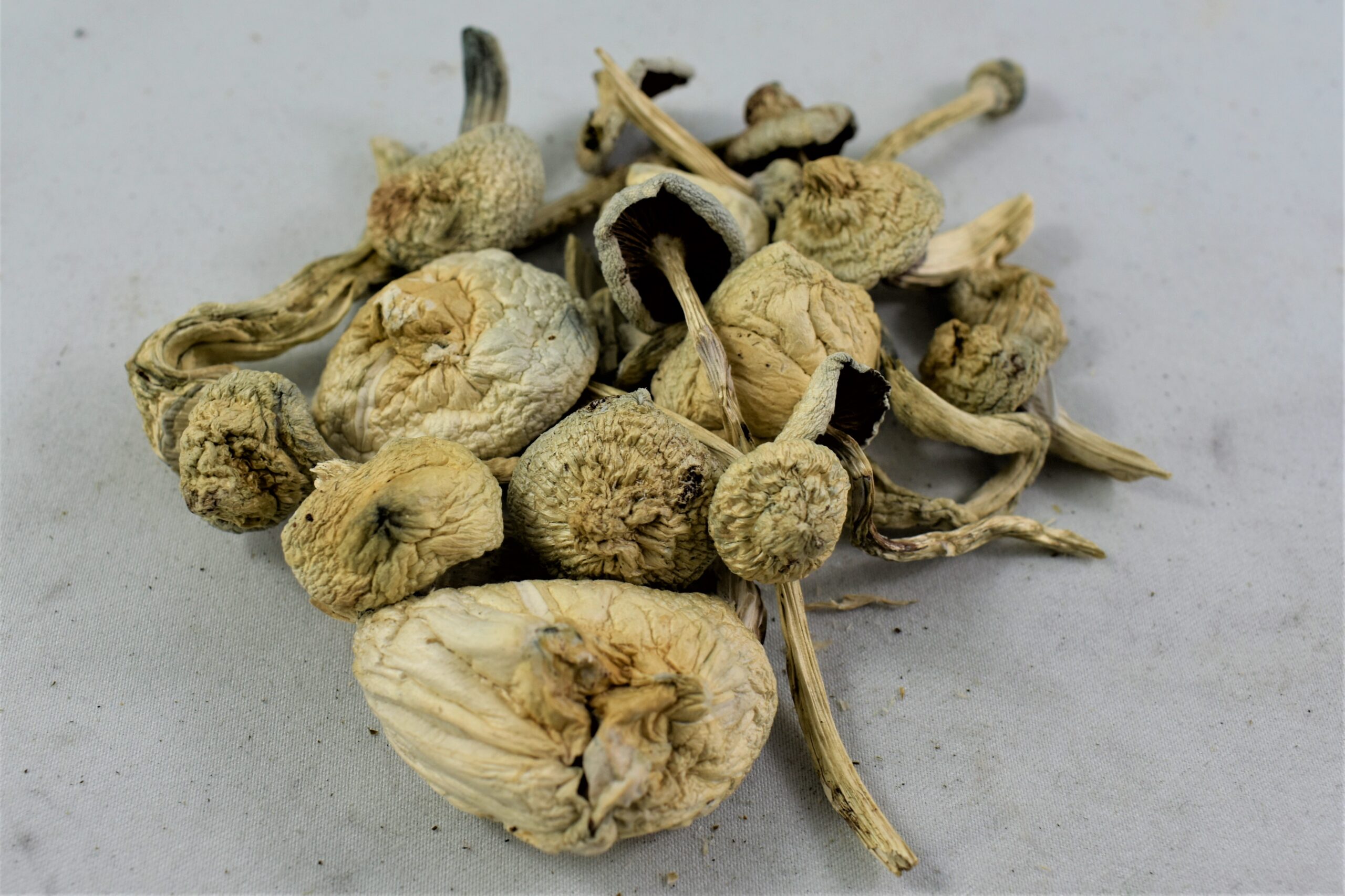 https://seattlemushroomsdelivery.com/