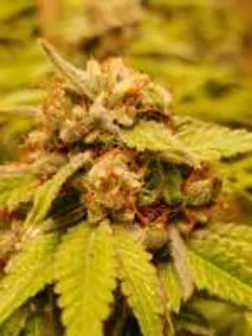 Cherry Diesel HQ Hybrid Cannabis US for Sale | seattlemushroomsdelivery.comm - Image 3