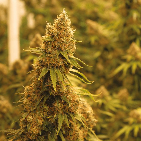 Gold Leaf Feminized Cannabis Seeds – Premium Indica Hybrid for Sale - Image 3