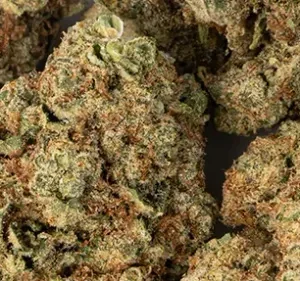 https://seattlemushroomsdelivery.com/