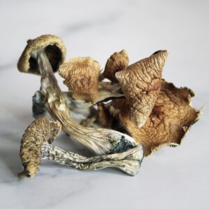 https://seattlemushroomsdelivery.com/