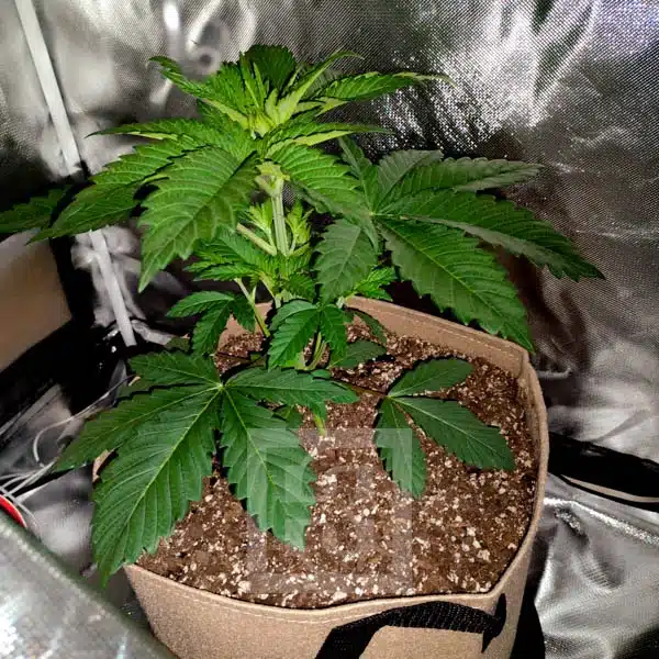 Lineage of Blackberry Moonrocks Strain - Image 4