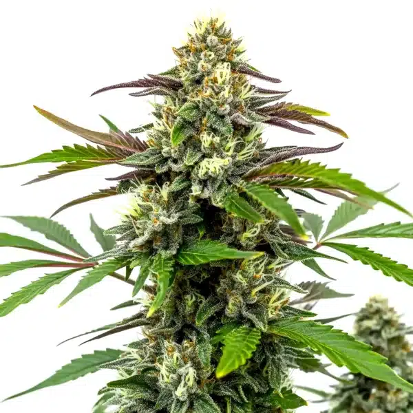 https://seattlemushroomsdelivery.com/