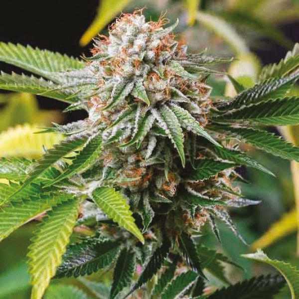 Gold Leaf Feminized Cannabis Seeds – Premium Indica Hybrid for Sale - Image 2