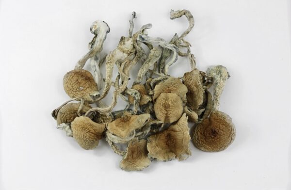 https://seattlemushroomsdelivery.com/