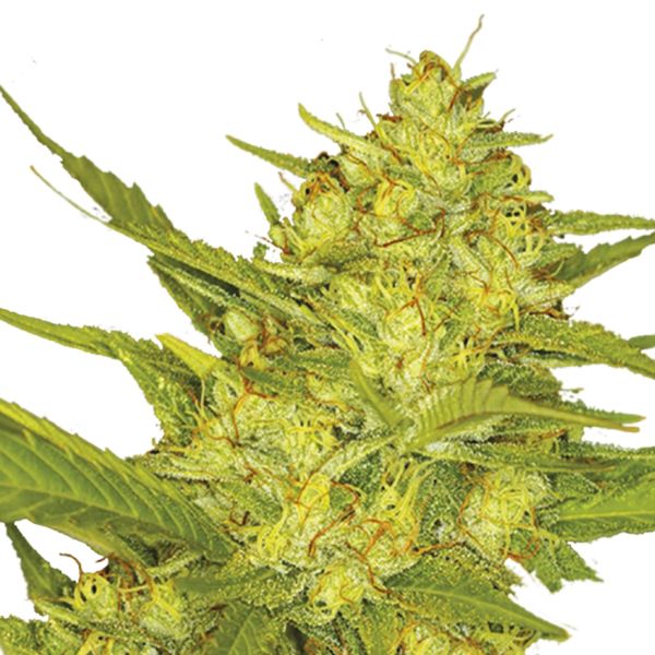 Gold Leaf Feminized Cannabis Seeds – Premium Indica Hybrid for Sale - Image 5