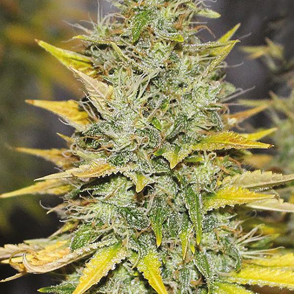 Gold Leaf Feminized Cannabis Seeds – Premium Indica Hybrid for Sale - Image 4