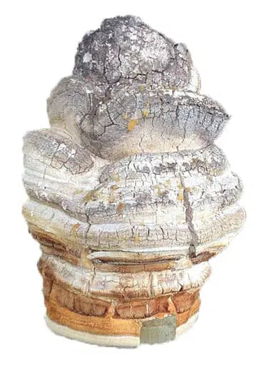 Buy Agarikon Mushroom, The Elixir of Long life - Image 3