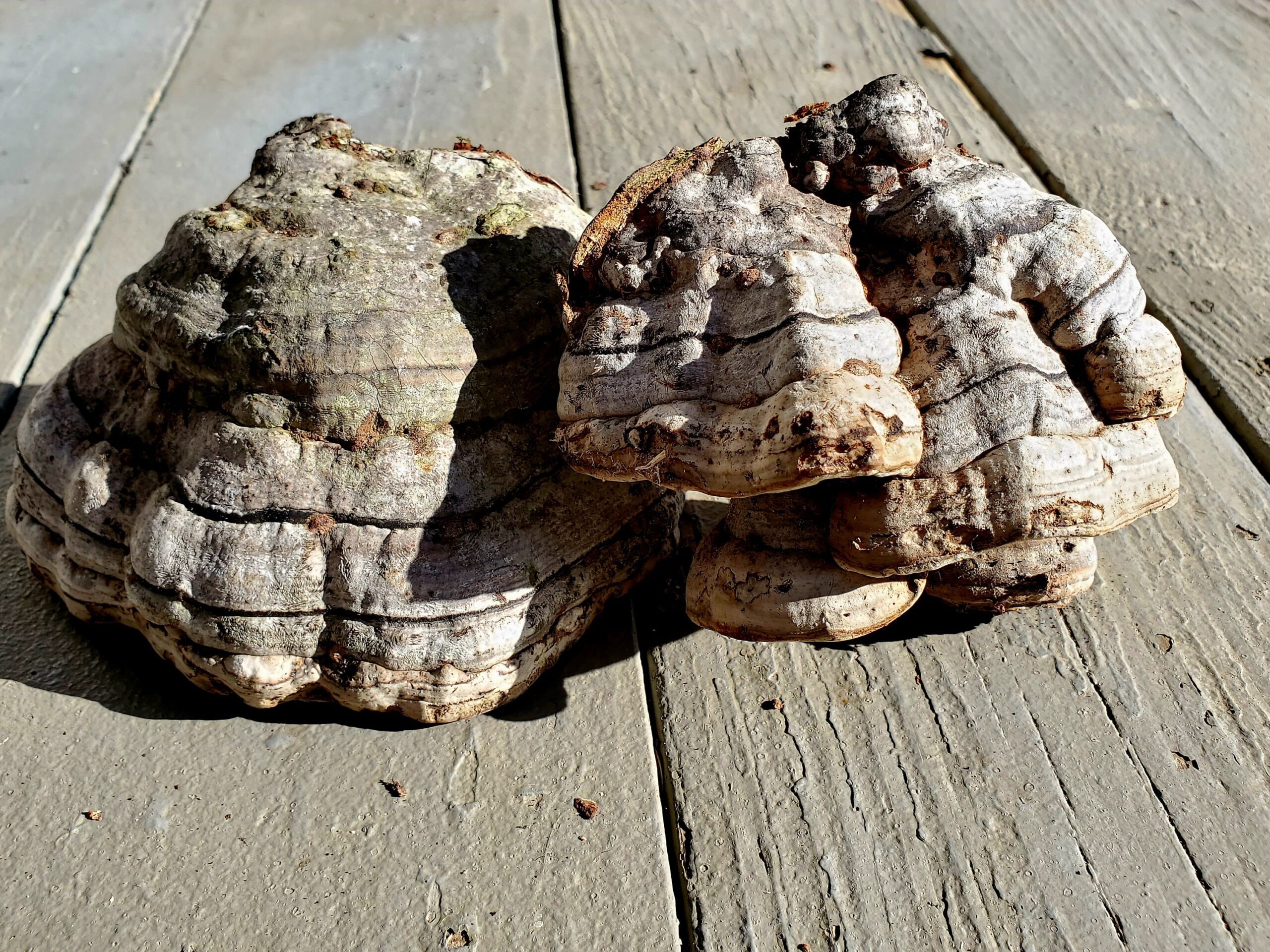 Buy Agarikon Mushroom, The Elixir of Long life - Image 2