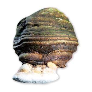 Buy Agarikon Mushroom, The Elixir of Long life